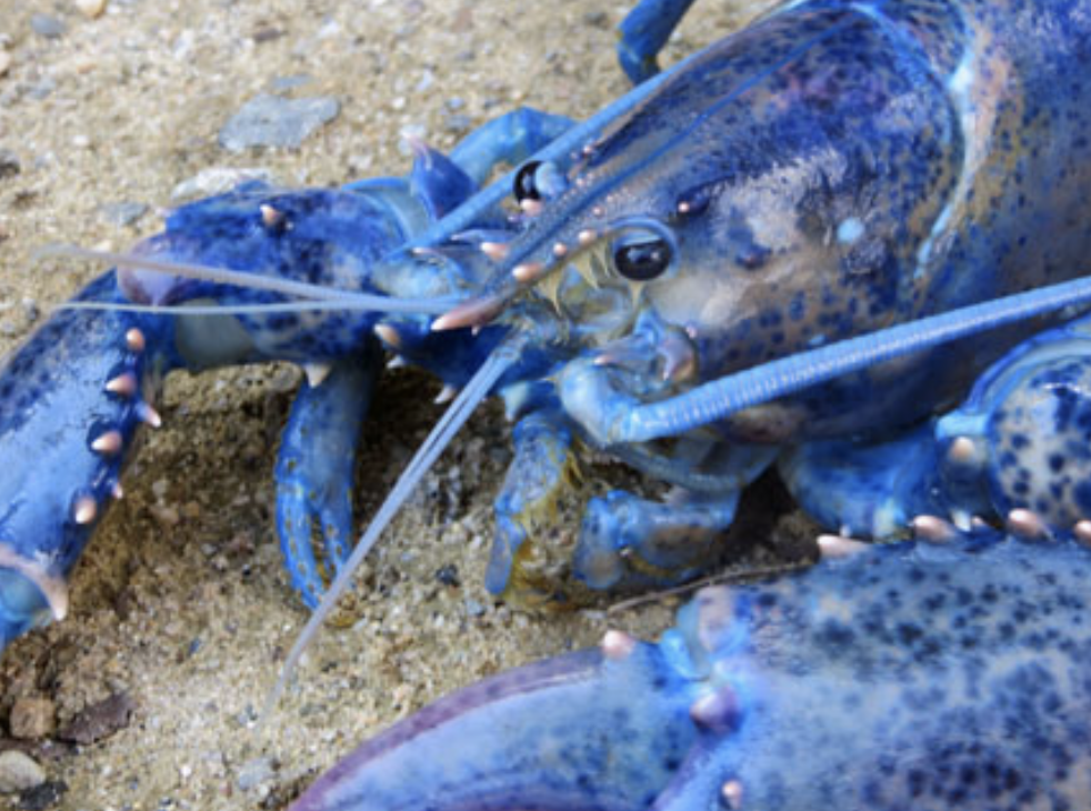 A Rare Blue Lobster Inspires a New Illustrated Children’s Book