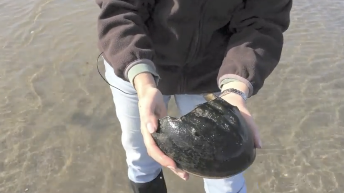 A Horseshoe Crab from Head to Feet