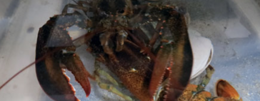 Model Lobster Molts as “Something’s Tugging on My Claw!” Goes to Print: Exciting New Contest!