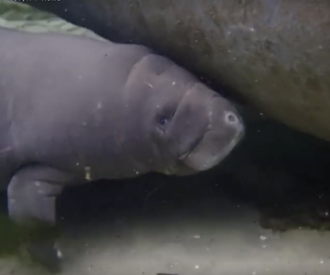 A Manatee and Her Calf