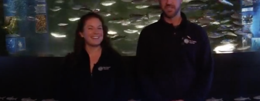 New England Aquarium’s live video – “Schooling” from the Herring Tank