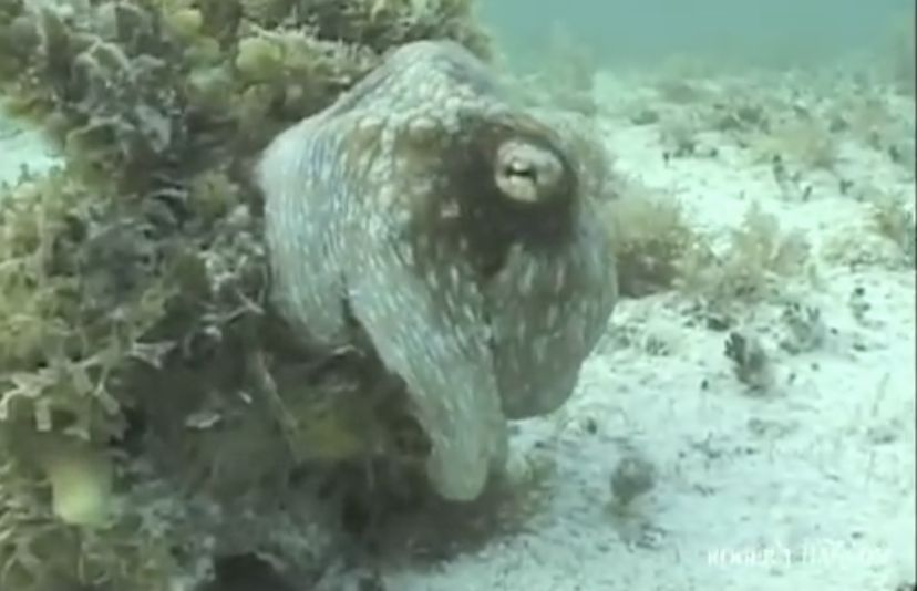 An Octopus is a True Master of Disguise