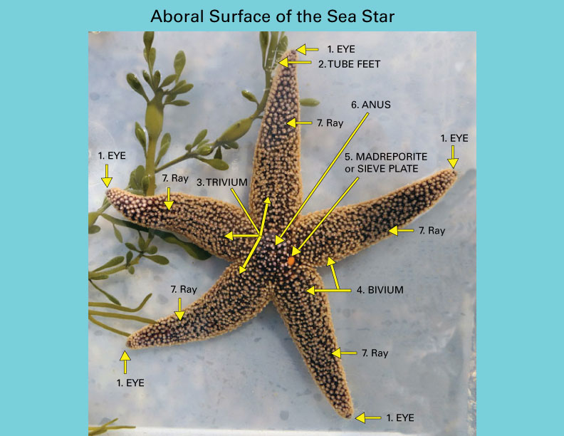 Sea Stars (Starfish): Anatomically Speaking – janicepetrie.com