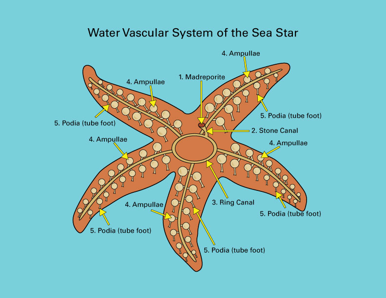 sea star water vascular system animation