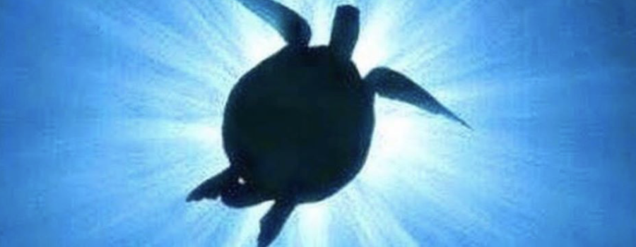 A Turtle Eclipse of the Sun!