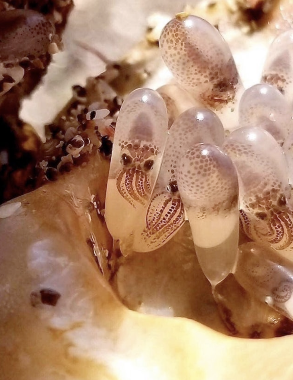 Incredible Look at Octopus Eggs