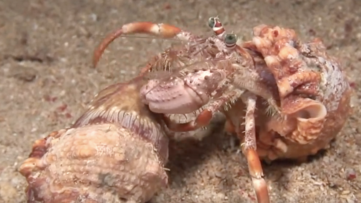 A Hermit Crab and Her Sea Anemones