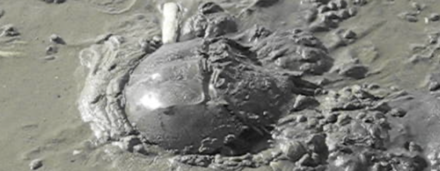 COVID-19 Vaccine and Horseshoe Crabs: The Connection