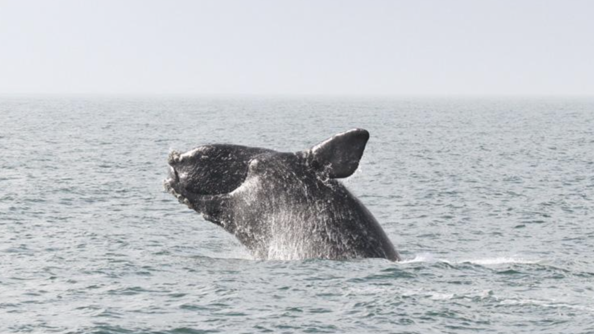 Spring Brings Increased Right Whale Sightings Off the Coast of Massachusetts