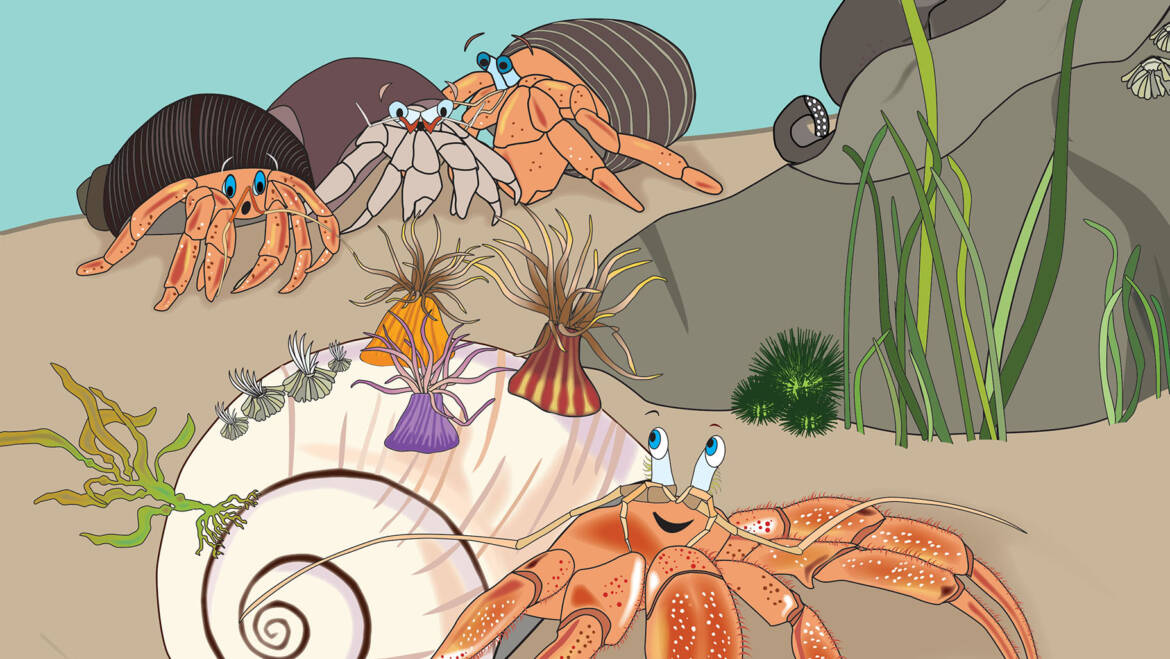 The Kirkus Review for “The Lucky Hermit Crab and Her Swirly New Shell” Has Arrived!